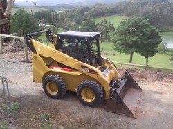 bobcat